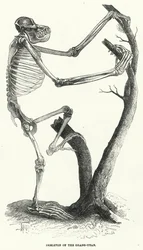 Skeleton of the Orang-Utan