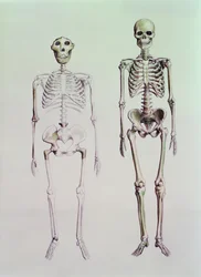 Skeletons of Australopithecus Boisei and Homo Sapiens