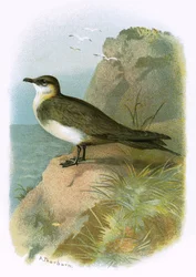 Skua
