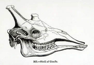 Skull of a Giraffe