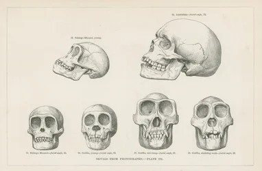Skulls from photographs