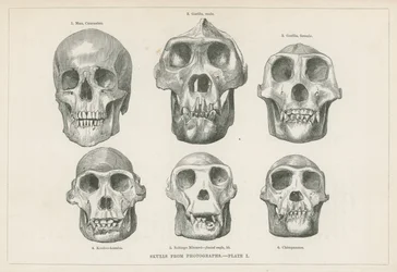 Skulls from photographs