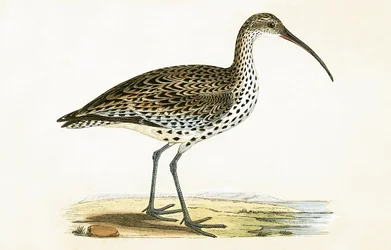Slender Billed Curlew, illustration from 