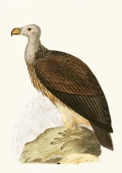 Sociable Vulture, illustration from 