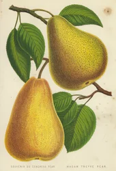 Souvenir du Congress Pear, Madam Treyve Pear