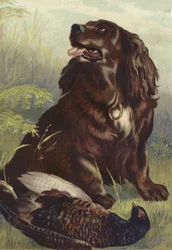 Spaniel and Pheasant