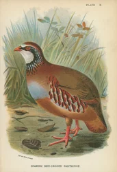Spanish Red-Legged Partridge