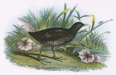 Spotted Crake
