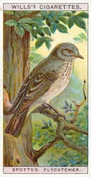 Spotted Flycatcher