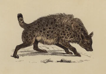 Spotted Hyaena