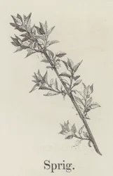 Sprig