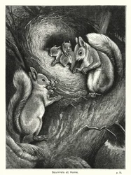 Squirrels at Home