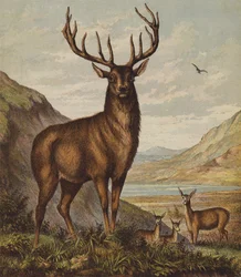 Stag