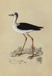 Stilt Plover