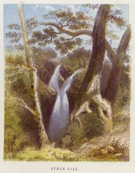 Stock Gill