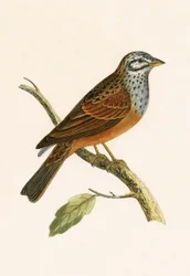 Striolated Bunting, illustration from 