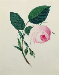 Study of a Pink Rose, c.1820