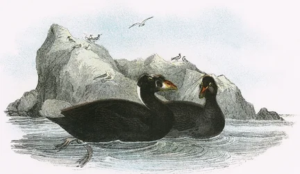 Surf Scoter