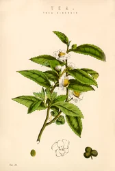 Tea