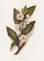 Tea Plant
