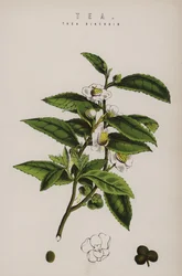 Tea Plant