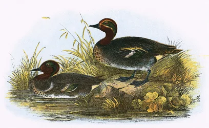 Teal and American Teal