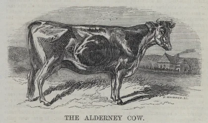 The Alderney Cow (engraving)