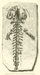 The Andrias, or Great Salamander of Oeningen