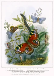 The Butterfly Vivarium