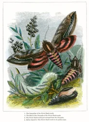 The Butterfly Vivarium