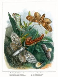 The Butterfly Vivarium