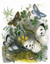 The Butterfly Vivarium