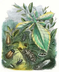 The Butterfly Vivarium