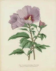 The Chinese Althaea Frutex
