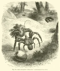 The Coconut-stealing Land-crab, Birgus Latro
