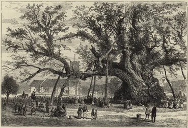 The Cowthorpe Oak