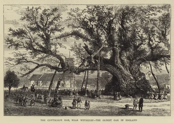 The Cowthorpe Oak, near Wetherby, the Oldest Oak in England