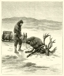 The Dead Reindeer