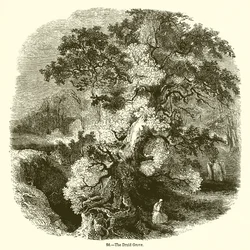 The Druid Grove
