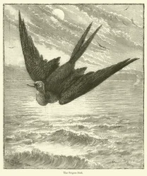 The Frigate Bird