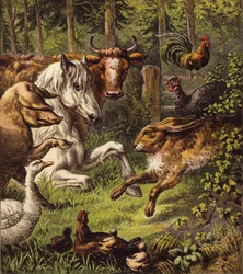 The Hare and the Tortoise