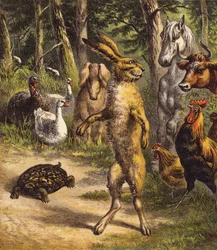 The Hare and the Tortoise