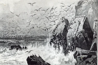 The Haunt of the Gulls, from 