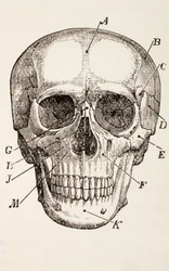 The Human Skull, c.1890