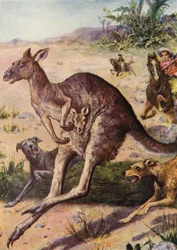 The Hunt