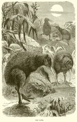 The Kiwi