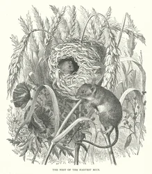 The Nest of the Harvest Mice
