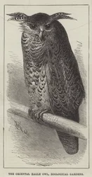 The Oriental Eagle Owl, Zoological Gardens