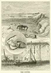 The Oyster