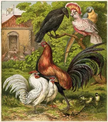 The Peacock at Home